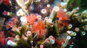 Attēlu rezultāti vaicājumam “Serpoleskea subtilis”