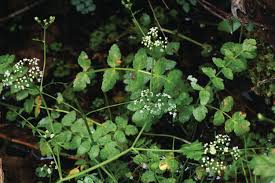 Attēlu rezultāti vaicājumam “Berula erecta leaf”