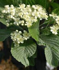 Attēlu rezultāti vaicājumam “Sorbus aria”