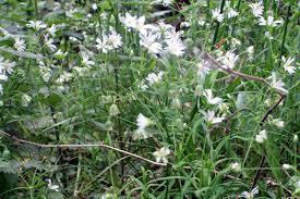 Attēlu rezultāti vaicājumam “Stellaria holostea fruit”