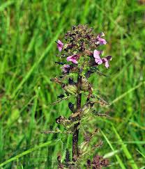 Attēlu rezultāti vaicājumam “Pedicularis palustris fruit”
