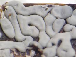 Attēlu rezultāti vaicājumam “Diderma effusum”