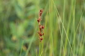 Attēlu rezultāti vaicājumam “Cladium mariscus bud”