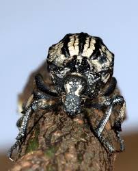 Image result for Brachycerus undatus