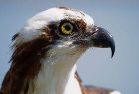 Attēlu rezultāti vaicājumam “Pandion haliaetus adult”