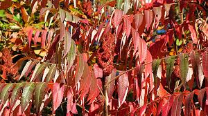 Attēlu rezultāti vaicājumam “Stemonitopsis typhina var. similis stalked”