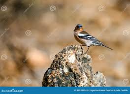 Attēlu rezultāti vaicājumam “Fringilla coelebs”