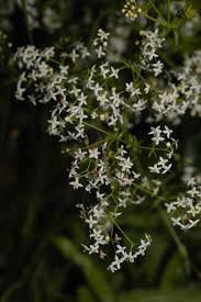 Attēlu rezultāti vaicājumam “Galium album flower”