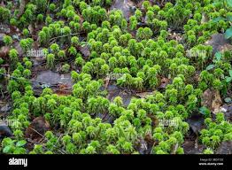 Attēlu rezultāti vaicājumam “Sphagnum wulfianum”