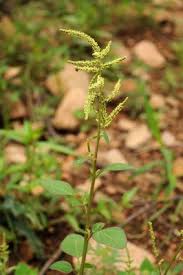 Attēlu rezultāti vaicājumam “Chenopodium acerifolium flower”