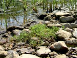 Attēlu rezultāti vaicājumam “Batrachium circinatum”