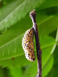 Attēlu rezultāti vaicājumam “Euphydryas maturna pupa”