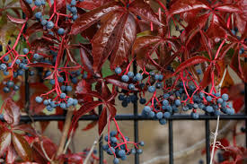 Attēlu rezultāti vaicājumam “Parthenocissus quinquefolia fruit”