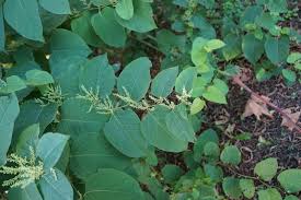 Attēlu rezultāti vaicājumam “Reynoutria japonica”