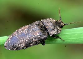 Attēlu rezultāti vaicājumam “Agrypnus murinus”