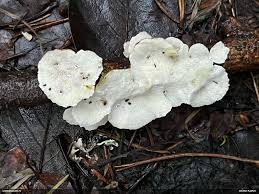 Attēlu rezultāti vaicājumam “Plicatura nivea”