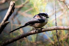 Attēlu rezultāti vaicājumam “Aegithalos caudatus adult”