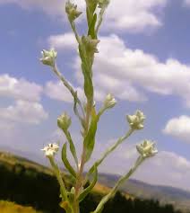 Attēlu rezultāti vaicājumam “Filago arvensis”