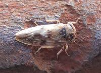 Attēlu rezultāti vaicājumam “Planaphrodes sp.”