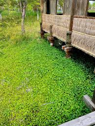 「香菇草」的圖片搜尋結果