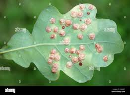 Attēlu rezultāti vaicājumam “Neuroterus quercusbaccarum”