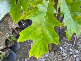 Attēlu rezultāti vaicājumam “Quercus rubra leaf”