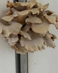 Risultati immagini per pedolesbo