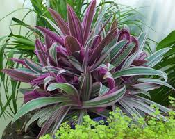 Attēlu rezultāti vaicājumam “Commelinaceae”