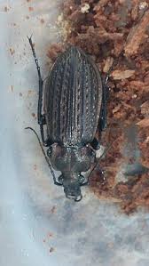 Attēlu rezultāti vaicājumam “Carabus clathratus”