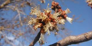 Attēlu rezultāti vaicājumam “Acer saccharinum flower”