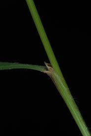 Attēlu rezultāti vaicājumam “Brachypodium sylvaticum”