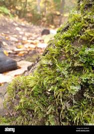 Attēlu rezultāti vaicājumam “Callicladium haldanianum”