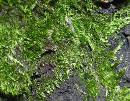 Attēlu rezultāti vaicājumam “Didymium annulisporum macro”