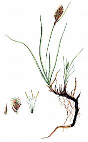 Attēlu rezultāti vaicājumam “Blysmus compressus”