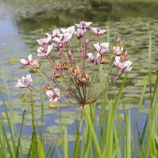 Attēlu rezultāti vaicājumam “Butomus umbellatus”
