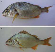 Image result for Pomadasys incisus