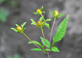 Attēlu rezultāti vaicājumam “Bidens frondosa flower”