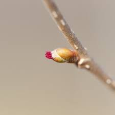 Attēlu rezultāti vaicājumam “Corylus avellana female flower”
