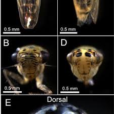 Attēlu rezultāti vaicājumam “Macrosteles sp.”