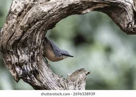 Attēlu rezultāti vaicājumam “Sitta europaea”