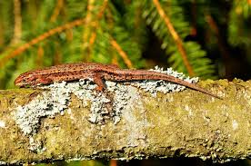 Attēlu rezultāti vaicājumam “Lacerta vivipara female”