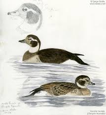 Attēlu rezultāti vaicājumam “Clangula hyemalis”