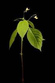 Attēlu rezultāti vaicājumam “Impatiens parviflora leaf”