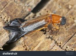 Attēlu rezultāti vaicājumam “Lymexylidae”