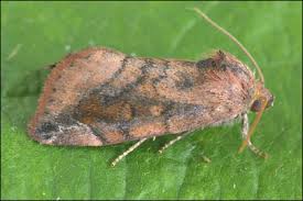 Attēlu rezultāti vaicājumam “Cosmia pyralina”