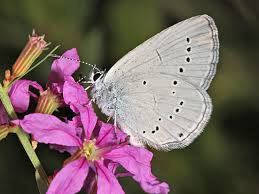Attēlu rezultāti vaicājumam “Cyaniris semiargus”