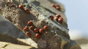 Attēlu rezultāti vaicājumam “Scardia boletella pupa”