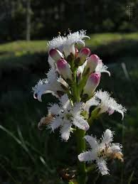 Attēlu rezultāti vaicājumam “Menyanthes trifoliata bud”