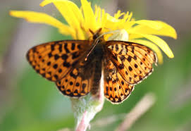 Attēlu rezultāti vaicājumam “Clossiana selene underside”