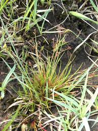 Attēlu rezultāti vaicājumam “Juncus bulbosus”